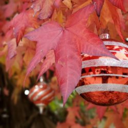 A red and white christmas ornament hanging from a tree.